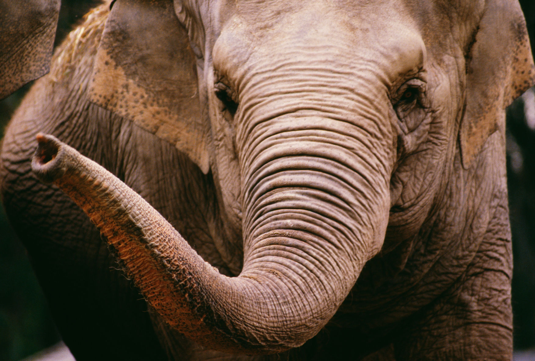 Elephant shows